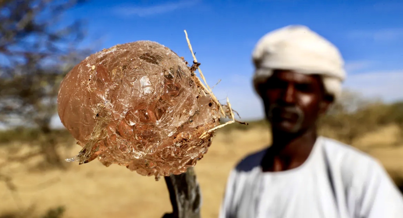 Gum Arabic One of Sudans major exports now in decline020 Gum Arabic One of Sudans major exports now in decline