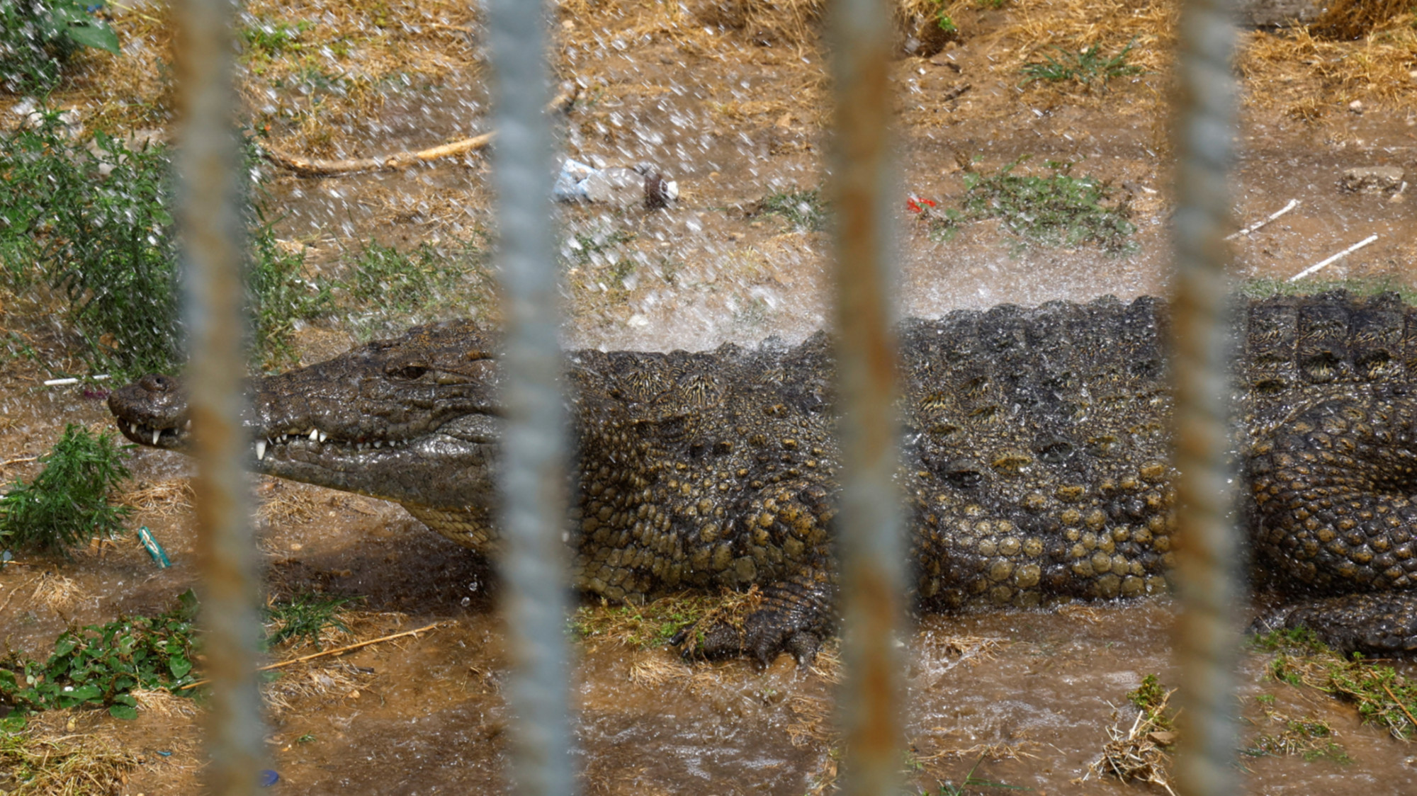 Israel advances crocodile plan to stop Palestinian prisoners escaping020 Israel advances crocodile plan to stop Palestinian prisoners escaping