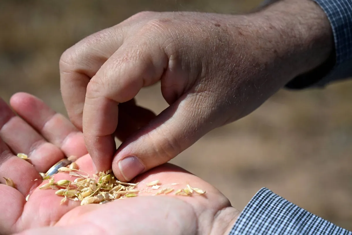 Supply Minister: Egypt Plans Global Grain Hub020 Supply Minister: Egypt Plans Global Grain Hub