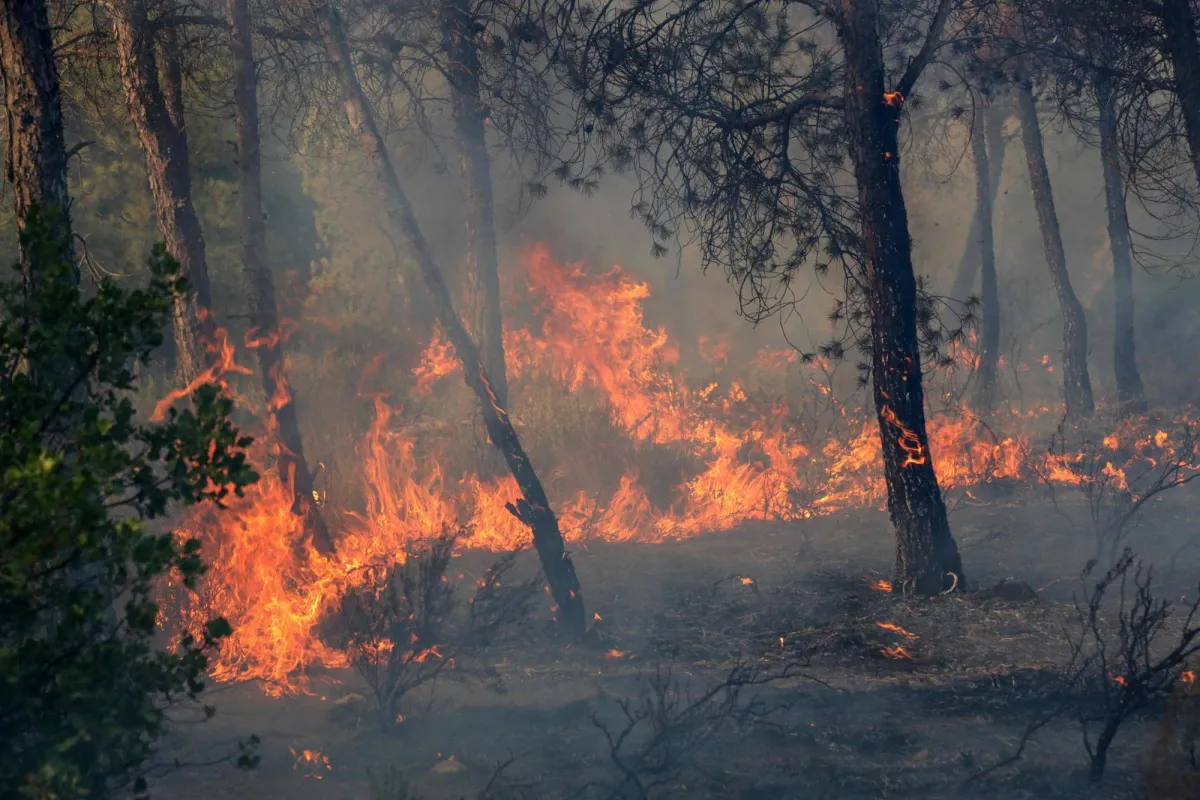 Over 100 Hospitalized 150 Homes Damaged in Algeria Blazes